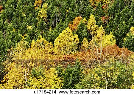 Picture - Forest in Autumn. Fotosearch