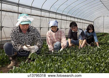 Stock Photo - Four Farm Workers Harvesting Spinach. Fotosearch