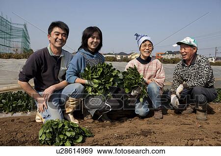 Four Farm Workers Harvesting Spinach View Large Photo Image Stock Photo - Four Farm Workers Harvesting Spinach. Fotosearch