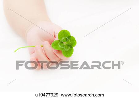 Four Leaf Clover in Baby's Hand View Large Photo Image Stock Photo - Four Leaf Clover in Baby's Hand. Fotosearch