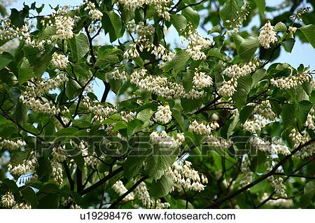 Stock Photograph - Fragrant Snowbell Flowers. Fotosearch