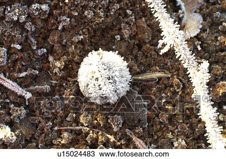 Stock Image - Frost on Ground. Fotosearch