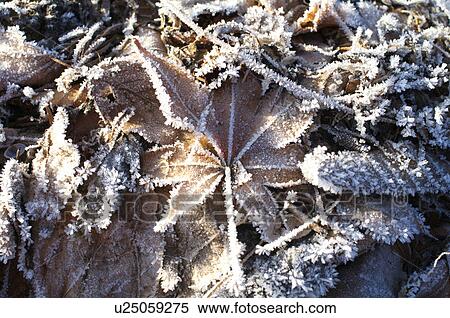 Frost on Leaves View Large Photo Image Stock Photography - Frost on Leaves. Fotosearch