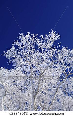 Frost on Tree Branches View Large Photo Image Stock Image - Frost on Tree Branches. Fotosearch