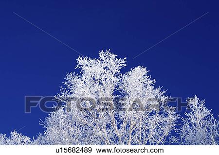 Stock Photo - Frost on Tree Branches. Fotosearch