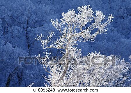 Frost on Tree Branches View Large Photo Image Stock Photo - Frost on Tree Branches. Fotosearch