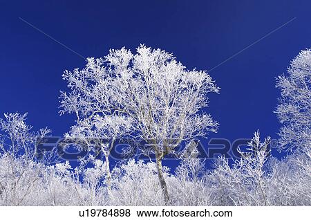 Stock Photo - Frost on Tree Branches. Fotosearch