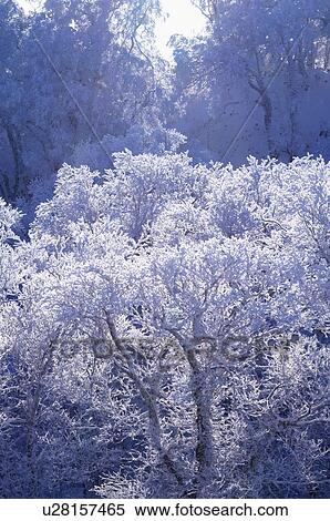 Frost on Tree Branches View Large Photo Image Stock Photography - Frost on Tree Branches. Fotosearch