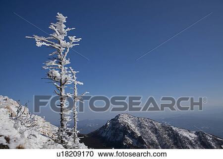 Frosty Tree in Mountain View Large Photo Image Stock Image - Frosty Tree in Mountain. Fotosearch