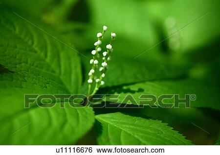 Stock Photograph - Futarisizuka Flowers. Fotosearch