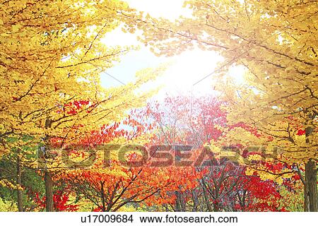 Ginkgo Trees in Autumn View Large Photo Image Picture - Ginkgo Trees in Autumn. Fotosearch