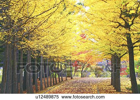 Ginkgo Trees View Large Photo Image Stock Photography - Ginkgo Trees. Fotosearch