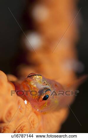 Glass Goby View Large Photo Image Picture - Glass Goby. Fotosearch