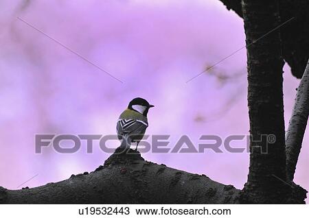 Stock Image - Great Tit Against Pink Background. Fotosearch