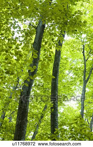 Stock Image - Green Foliage. Fotosearch