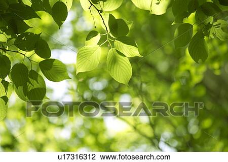 Green Foliage View Large Photo Image Stock Image - Green Foliage. Fotosearch