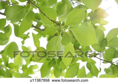 Stock Photo - Green Foliage. Fotosearch