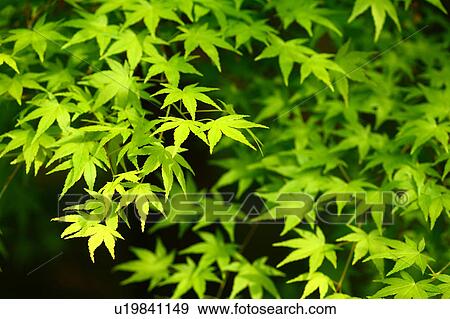 Green Maple Leaves View Large Photo Image Stock Photo - Green Maple Leaves. Fotosearch