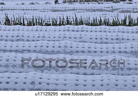 Greenhouse covered in snow, Funabashi City, Chiba Prefecture, Honshu, Japan View Large Photo Image Stock Photography - Greenhouse covered in snow, Funabashi City, Chiba Prefecture, Honshu, Japan. Fotosearch