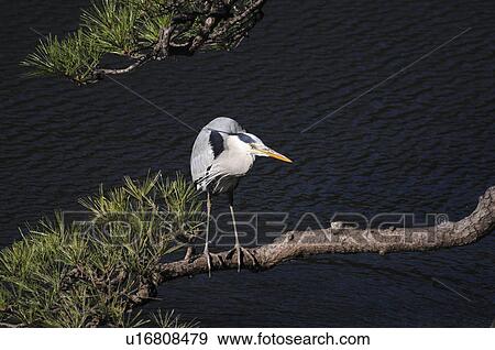 Stock Photo - Grey Heron perched on tree, Chiyoda ward, Tokyo Prefecture, Honshu, Japan. Fotosearch