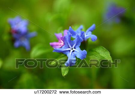 Stock Image - Gromwell Flowers. Fotosearch
