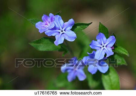 Stock Photography - Gromwell Flowers. Fotosearch
