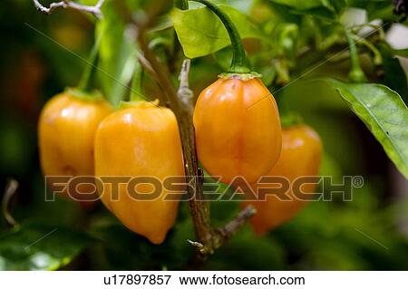 Stock Photo - Habanero Chilli. Fotosearch
