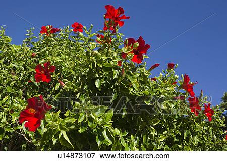 Hibiscus Flowers View Large Photo Image Stock Photo - Hibiscus Flowers. Fotosearch