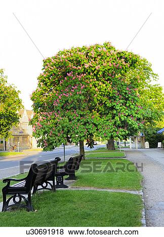 Horse Chestnut Blossoming View Large Photo Image Stock Photo - Horse Chestnut Blossoming. Fotosearch