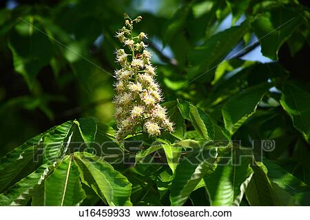Horse Chestnut Tree Blossoming View Large Photo Image Stock Image - Horse Chestnut Tree Blossoming. Fotosearch