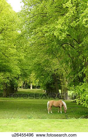 Horse Grazing View Large Photo Image Stock Photograph - Horse Grazing. Fotosearch