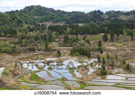 Hoshitoge Rice Terraces View Large Photo Image Picture - Hoshitoge Rice Terraces. Fotosearch