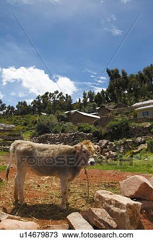 Houses near Lake Titicaca, Andes, Peru View Large Photo Image Stock Image - Houses near Lake Titicaca, Andes, Peru. Fotosearch