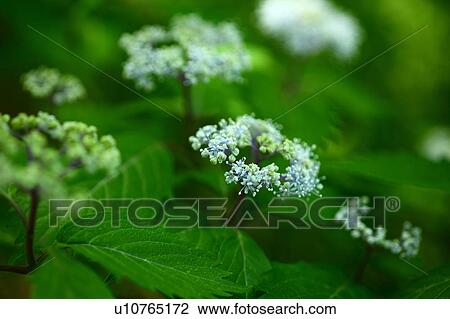 Hydrangea hirta Flowers View Large Photo Image Stock Image - Hydrangea hirta Flowers. Fotosearch