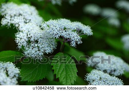 Hydrangea Hirta Flowers View Large Photo Image Stock Photo - Hydrangea Hirta Flowers. Fotosearch