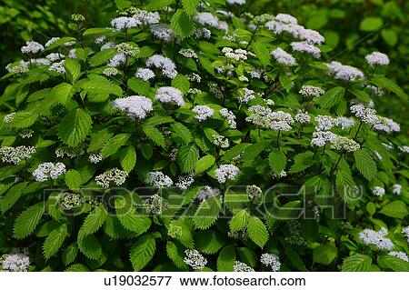 Hydrangea Hirta Flowers View Large Photo Image Stock Photo - Hydrangea Hirta Flowers. Fotosearch