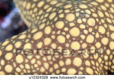 Indian Starfish View Large Photo Image Stock Photo - Indian Starfish. Fotosearch