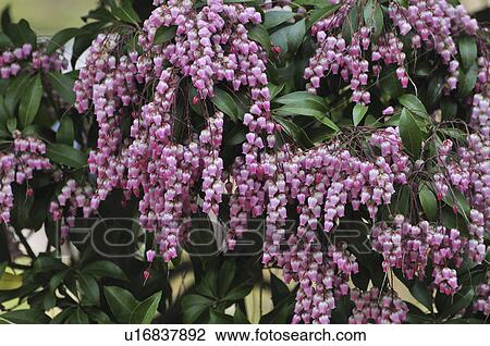 Japanese andromeda flowers View Large Photo Image Stock Image - Japanese andromeda flowers. Fotosearch