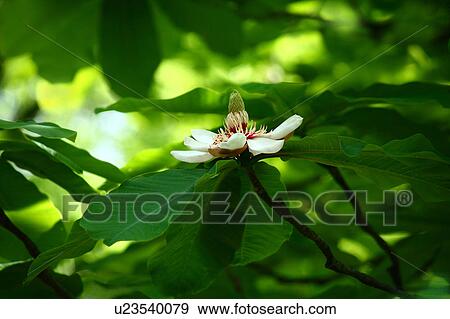 Stock Photo - Japanese Bigleaf Magnolia Flower. Fotosearch