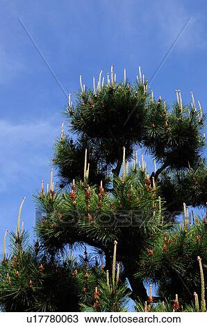 Stock Image - Japanese Black Pine Tree. Fotosearch