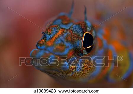 Japanese blacktail triplefin (Springerichthys bapturus) View Large Photo Image Stock Image - Japanese blacktail triplefin (Springerichthys bapturus). Fotosearch