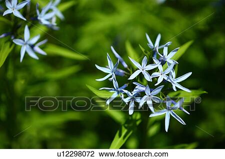 Japanese Bluestar View Large Photo Image Stock Image - Japanese Bluestar. Fotosearch