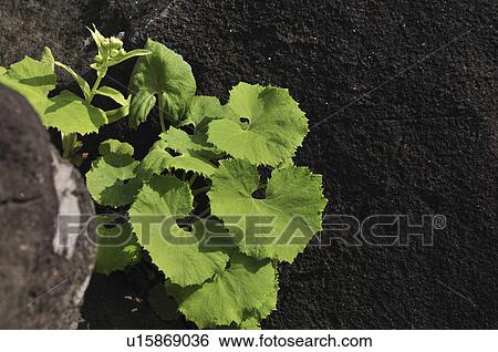 Japanese Butterbur View Large Photo Image Stock Photograph - Japanese Butterbur. Fotosearch