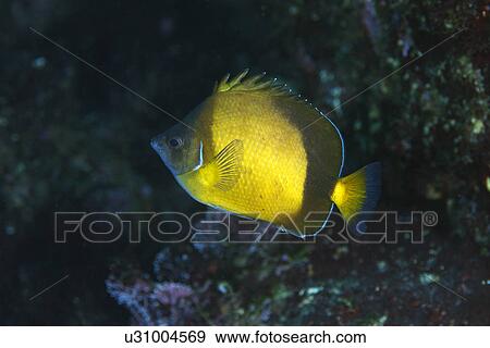 Japanese Butterflyfish View Large Photo Image Stock Photo - Japanese Butterflyfish. Fotosearch