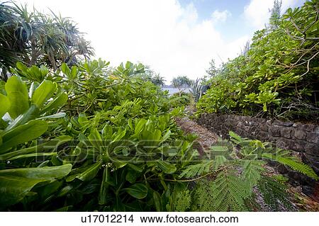 Japanese Cheesewood View Large Photo Image Picture - Japanese Cheesewood. Fotosearch