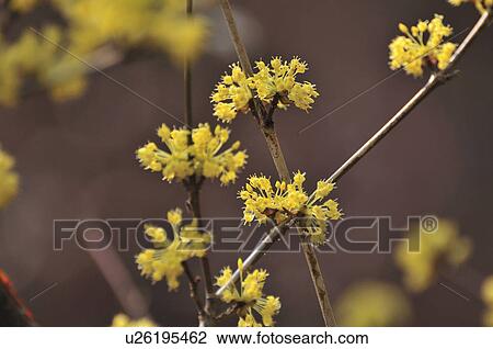 Stock Image - Japanese Cornel Dogwood Flowers. Fotosearch