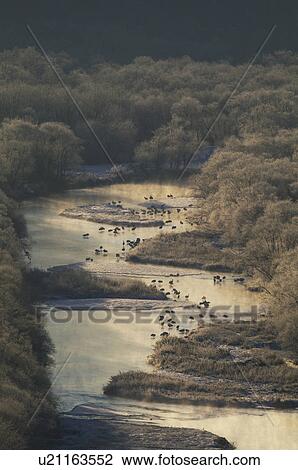 Stock Image - Japanese Cranes at Setsuri-gawa. Fotosearch