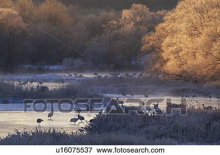 Stock Photo - Japanese Cranes at Setsuri-gawa. Fotosearch