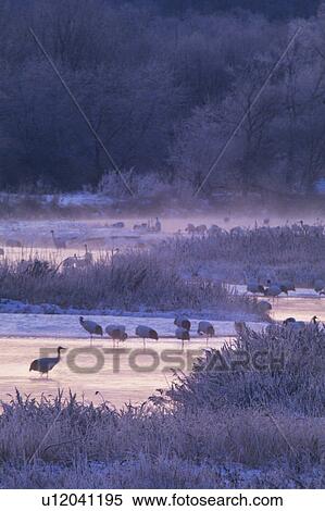 Stock Photography - Japanese Cranes at Setsuri-gawa. Fotosearch