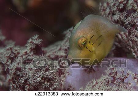 Stock Image - Japanese Inflator Filefish (Brachaluteres ulvarum). Fotosearch